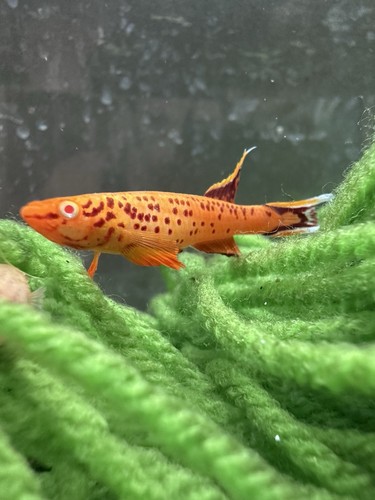 Albino aphyosemion australe - albino,