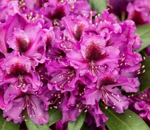 Rhododendron orakel large - -,