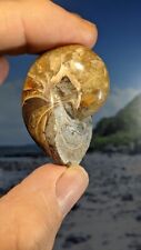 Nautilus Fossil Madagascar
