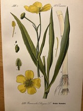 1886 antique illustration - antique,