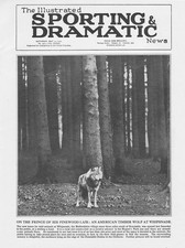 An American Timber Wolf at Whipsnade Zoo - Vintage Print 1931
