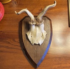 Vintage Mounted Horns Small
