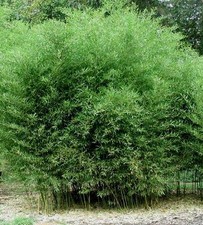David Bisset Bamboo Plant