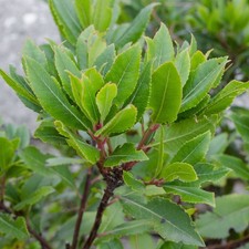 Bay Laurel Sweet Bay 1 Potted