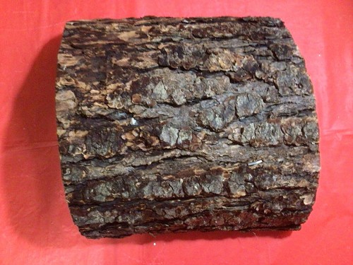 Oak cork tree bark - tree, for