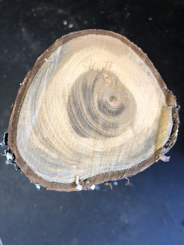 Part seasoned prunus spindle - part,