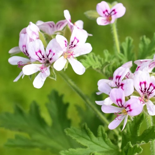 Lemon scented geranium - lemon,
