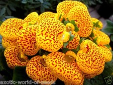 CALCEOLARIA SLIPPER FLOWER
