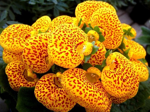 Calceolaria slipper flower - slipper,