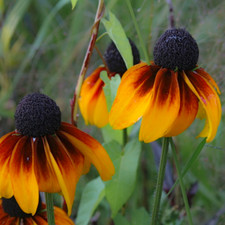 Rudbeckia amplexicaulis