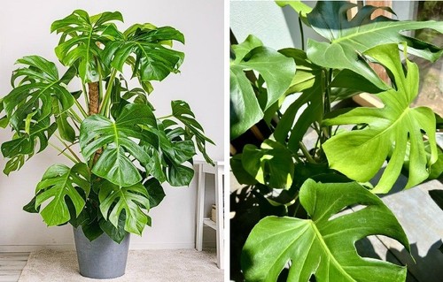Monstera deliciosa swiss - monstera, |