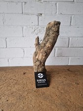 Rare Boxwood Burl Burr for