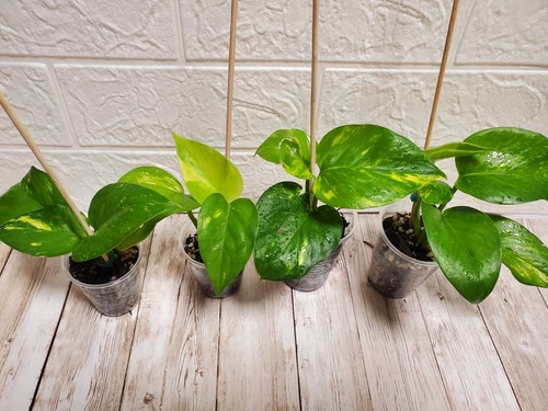 Hawaiian pothos live - pothos,