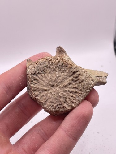 Carolina fossil whale - fossil,