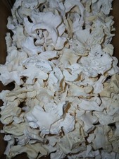 Genuine domestic rabbit craft bones skeleton taxidermy bone real food by-product