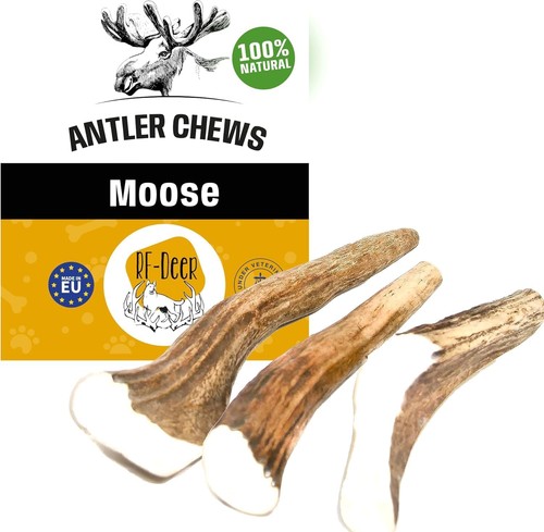 Deer moose antler size xl - rf-deer,