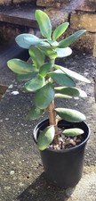 Large Jade plant. Crassula