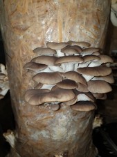 Mushroom Grow Kit Log (Twin) - XXL  1 Meter  Florida & Phoenix Oyster Easy & Fun