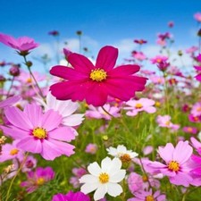Cosmos Sensation Mixed, Sow