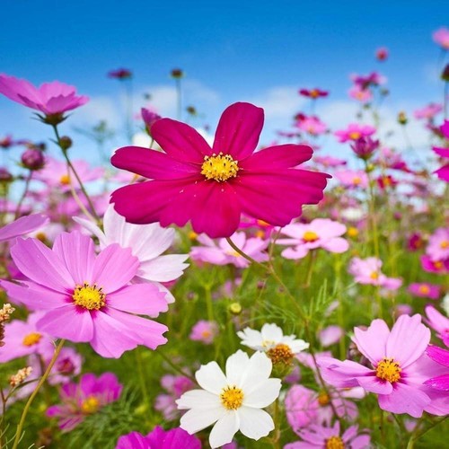 Cosmos sensation mixed sow - mixed,,