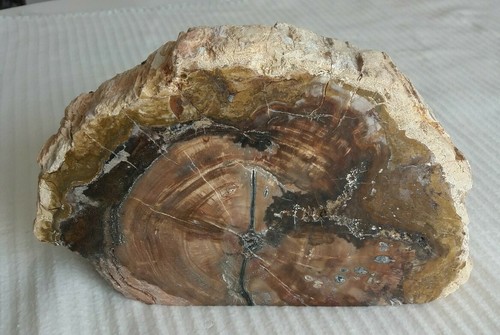 Petrified wood fossil - wood,,