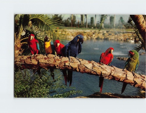 Postcard trained parrots busch - trained,