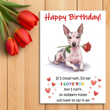 American hairless terrier - hairless,