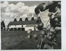 Hop Picking Paddock Wood Kent