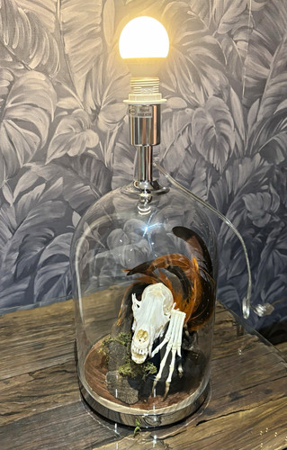 Glass dome lamp display - glass,
