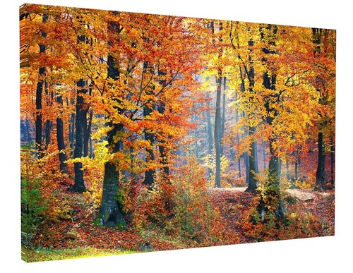 Autumn woodland trees forest - woodland,