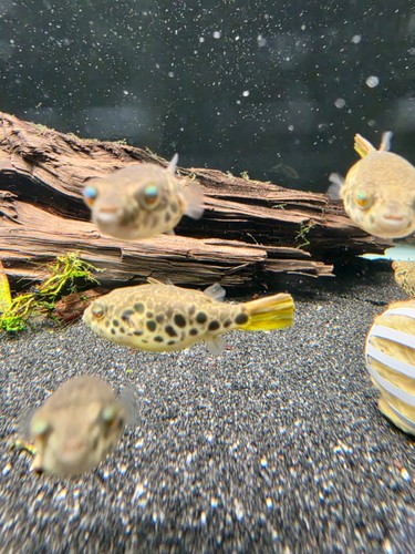 Tetraodon schoutedeni - schoutedeni,