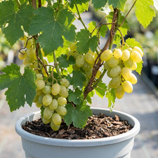 1 Grape Vine Vitis Centennial