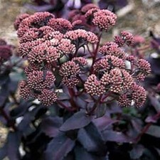 Sedum Purple Emperor in a 9cm