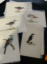 Antique Colour Plate Print F O