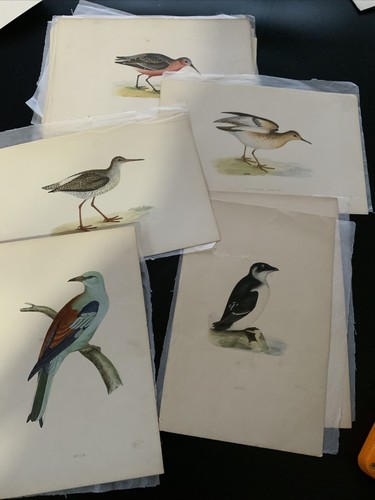 Antique colour plate print - antique,