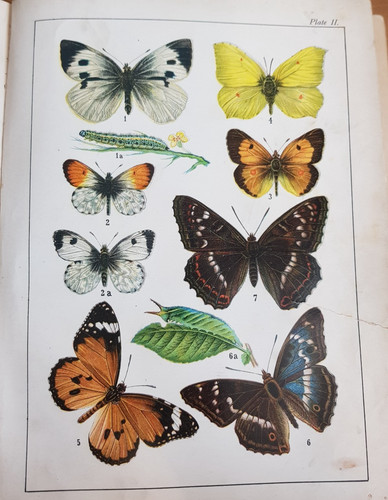 1901 familiar butterflies - 1901,