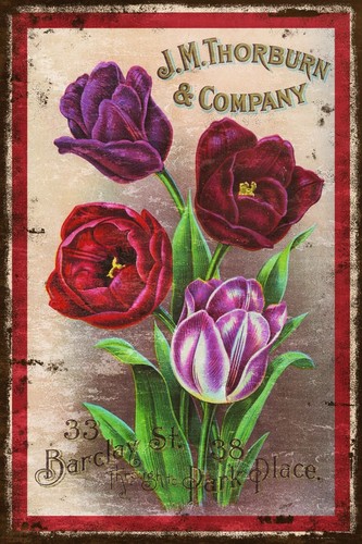 Thorburn tulips gardening - thorburn,