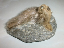 A VINTAGE SMALL REAL FUR