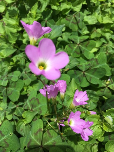Pink oxalis articulata x - pink,