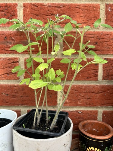 Sweet chilli - 4x,
