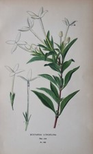 1897 Bouvardia Longiflora. Edward Step 126 years old. Antique botanical print.