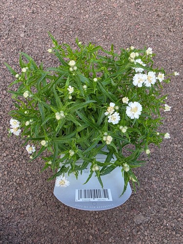 Achillea white yarrow - achillea,
