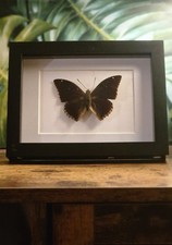 Real Insect Butterfly Frame