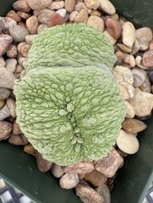 Pseudolithos migiurtinus Rare