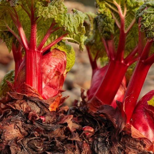 Rhubarb crowns prince - 2,