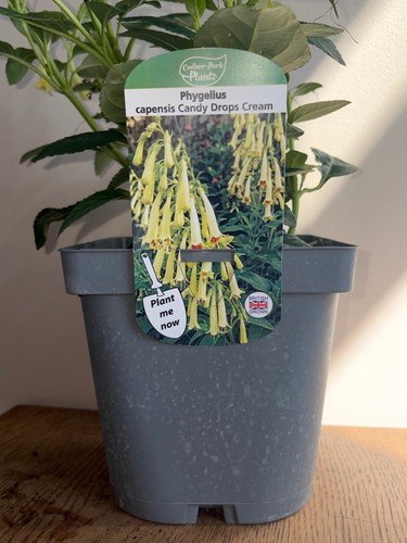 Phygelius candy drops - phygelius, 2l
