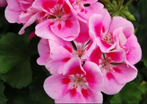 Pelargonium tango pink - ,
