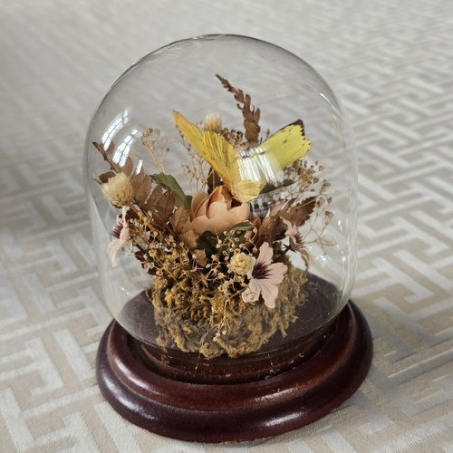 Vintage butterfly taxidermy - vintage,