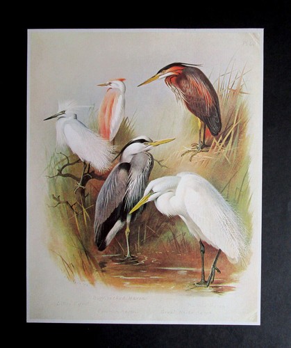 Archibald thorburn 8 x - ,