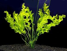 Aponogeton ulvaceus Bulb